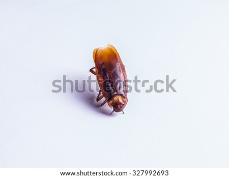 cockroach is dead on white background