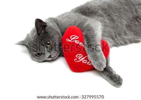 cat and red pillow on a white background. horizontal photo.