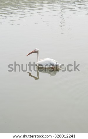 Spot-billed Pelican or Grey Pelican (Pelecanus philipensis) 