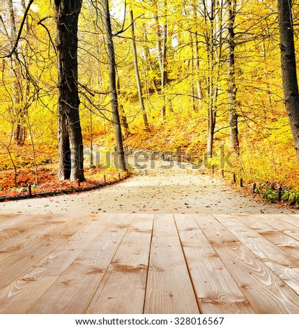Beautiful autumn forest. Nature background