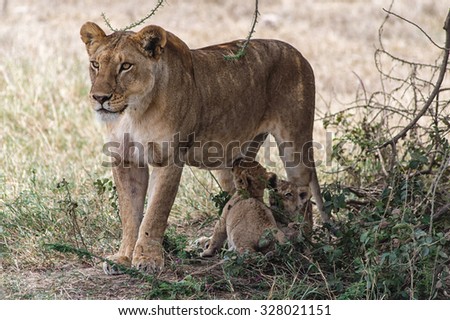 A lioness and two cubs. Image taken in Ngorongoro Crater, Tanzania.