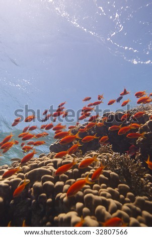A school of Lyretail anthias (Pseudanthias squamipinnis) over a coral reef. Red Sea, Egypt.