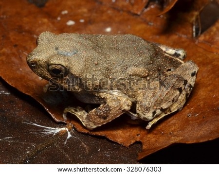Peters' Dwarf Frog