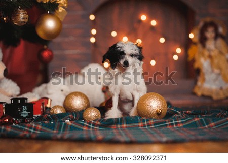 chinese crested puppy new year