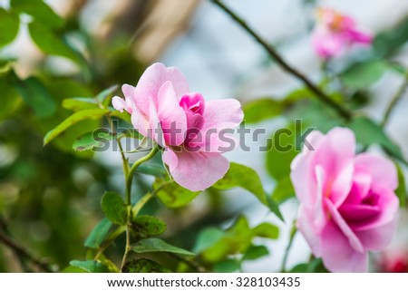 Gertrude Jekyll Rose or Pink Rose in Garden, Thailand.