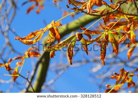 Bright autumn leaves in the natural environment. Fall horse chestnut tree against the blue sky.