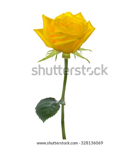 Single beautiful  yellow rose isolated  white. For the design of a bouquet, pattern or card.