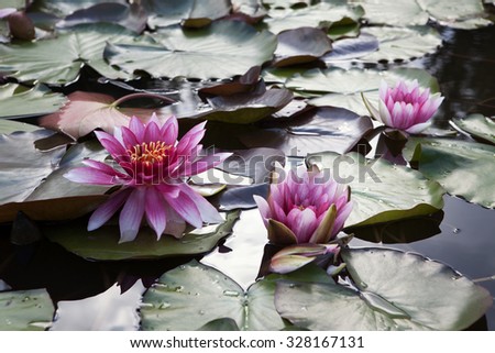Fine water pink lily on water.