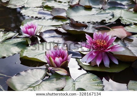 Fine water pink lily on water.