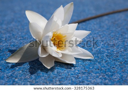 Fine white water lily against the nature