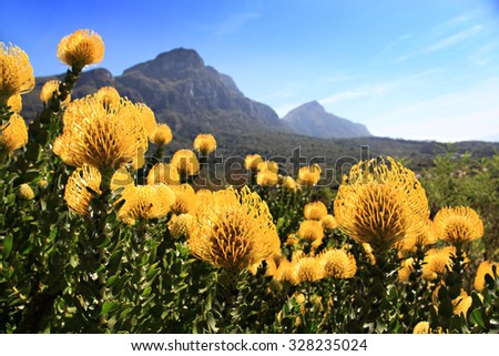 Pincushion Proteas in Kirstenboch Botanical Gardens, Cape Town, South Africa.  Unique fynbos of Africa. Foot of Table Mountain. Royalty-Free Stock Photo #328235024