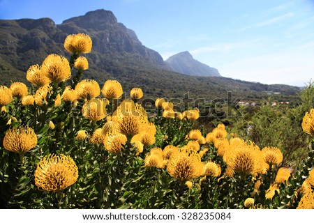 Pincushion Proteas in Kirstenboch Botanical Gardens, Cape Town, South Africa.  Unique fynbos of  Africa. Foot of Table Mountain. Royalty-Free Stock Photo #328235084