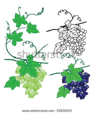Grape branch with leaves isolated on white background. Vector illustration. Black ink illustration, contour drawing for coloring.