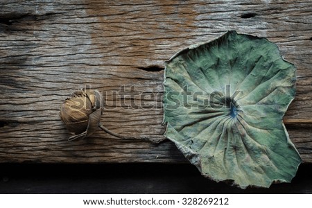 Dry lotus flower on Old wood 