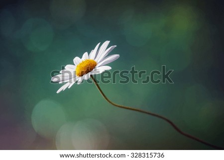 Daisy or camomile isolated nature background