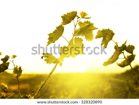 Photo of green vineyard and grapes