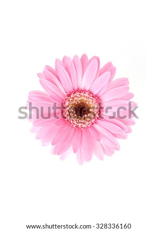 Pink sunflower floral on white background