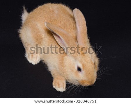 Portrait of brown bunny sitting on black background.