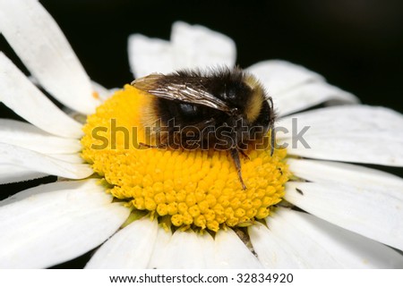 Bumblebee on a camomile