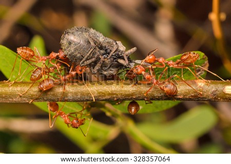 red ants team work