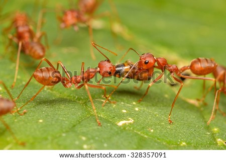 Ants, Red Ants.