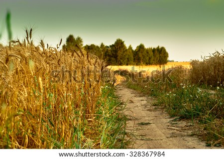  A  dirt road crossing a wheat field                               