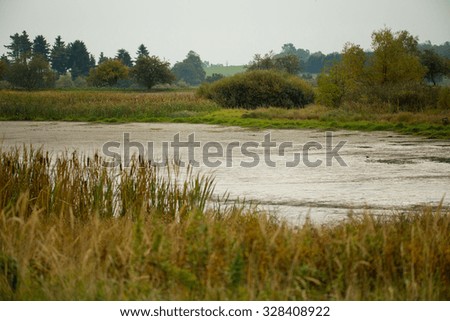 rural landscape, reeds at the pond, overcast typical autumn european scene