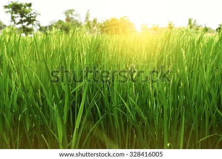 Green rice fields Rice grains are Made sun shines