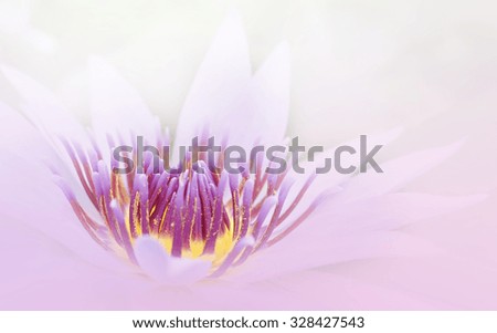 beautiful lotus in soft color and blur style for background