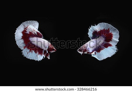 Capture the moving moment of siamese fighting fish isolated on black background. Betta fish