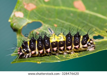 Close up of Erasmia pullchella day-flying moth caterpillar on its host plant leaf, side view