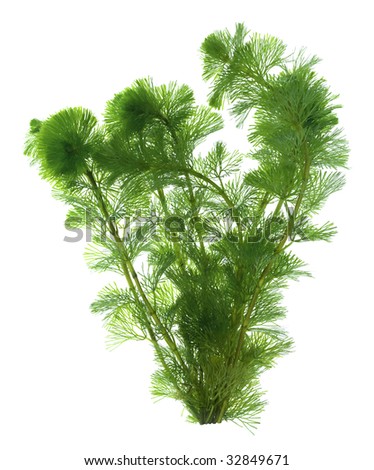 Green seaweed isolated on white background