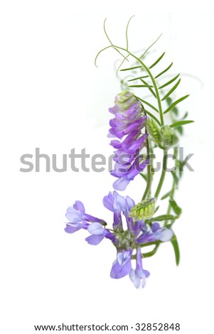 Purple wild pea Cow Vetch (Tufted Vetch) Vicia cracca flowers on vine isolated over white