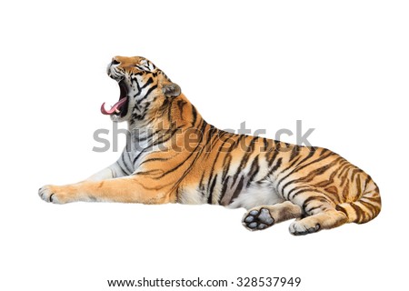 Yawning siberian tiger isolated on white background Royalty-Free Stock Photo #328537949