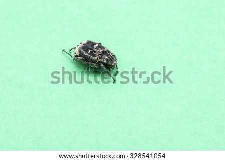 black bedbug on a green background