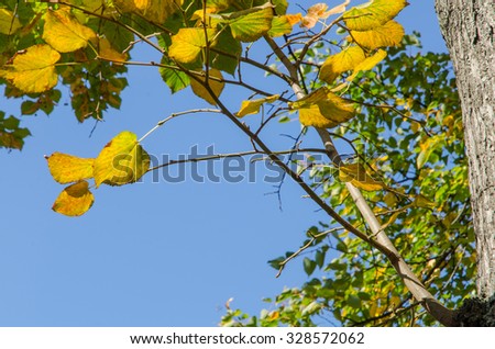 close-up yellow autumn leaves on a tree branch against clear blue sky on a sunny day