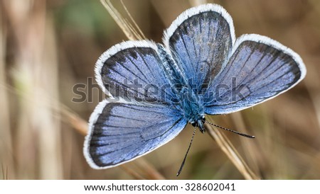 Frozen common blue butterfly (polyommatus icarus) in a cold spring morning