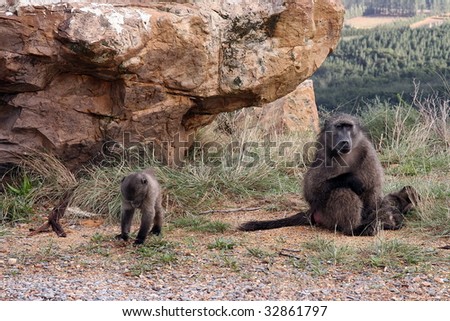 Mother and baby baboons