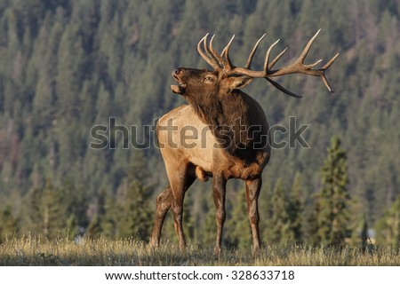 Bull Elk Royalty-Free Stock Photo #328633718
