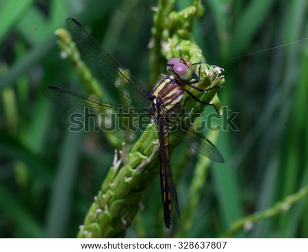 Dragonfly - Beautiful dragonfly on green leaf rice