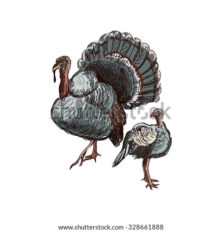 Turkey doodle. Isolated in white background. Excellent vector illustration, EPS 10