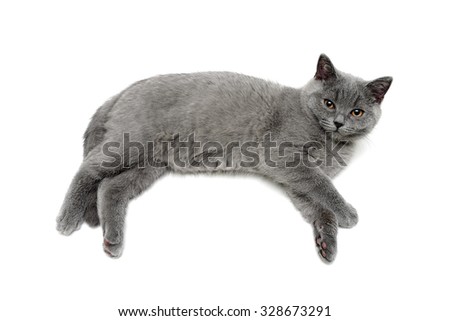 small gray kitten lies on a white background. horizontal photo.
