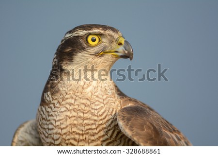Head shot of falcon