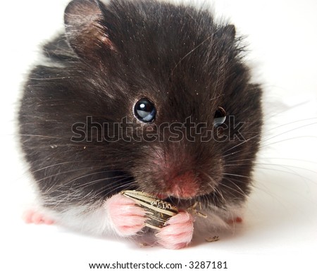 Cute hamster eating sunflower seeds isolated on white