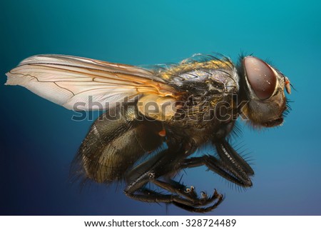 Extreme sharpness and macro photography theme: close-up portrait of a fly in the studio on a blue background