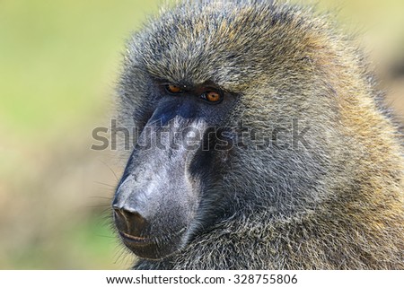 Portrait of a Baboon on the savannah of the park Nakuru in Kenya