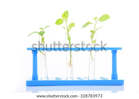 Young three green seedling in glass tube with transparent liquid on white background