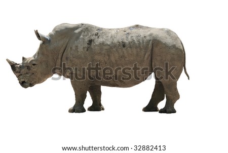 White Rhino isolated on a white background