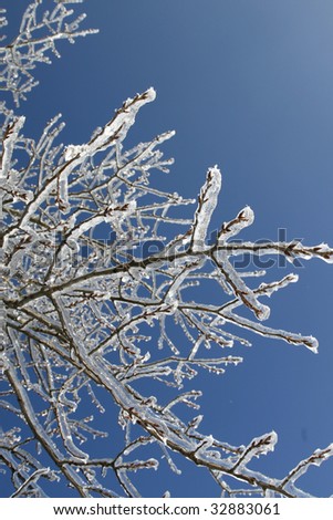 frozen tree with blue sky as background