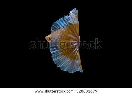 White yenllow halfmoon, betta fish isolated on black background.